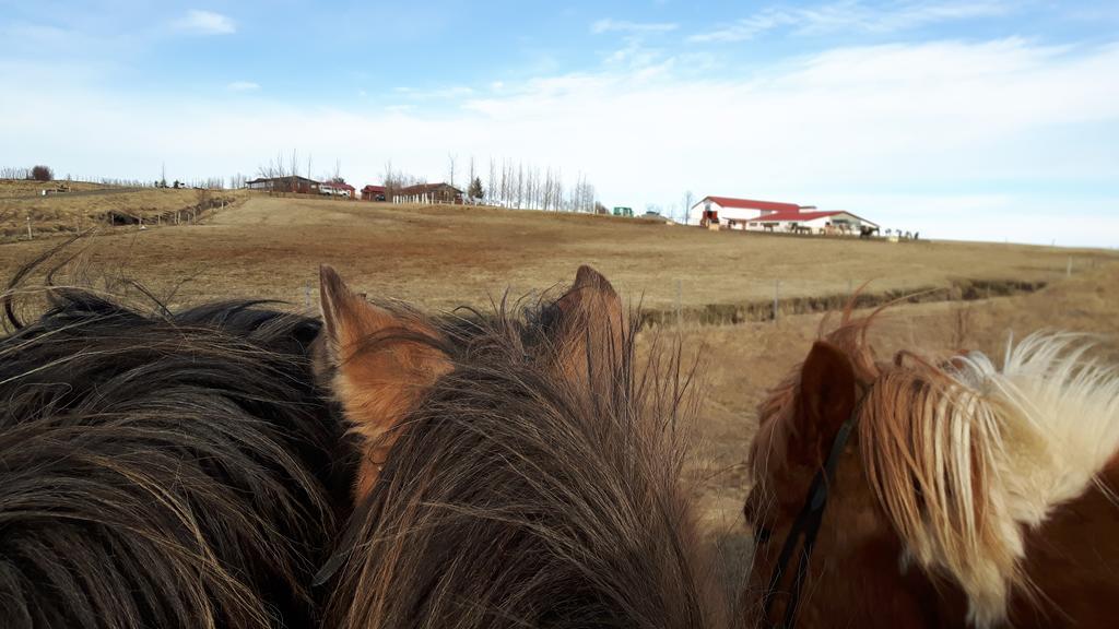 Geysir Hestar Hostel Haukadalur Ngoại thất bức ảnh